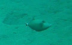 Sufflamen albicaudatum