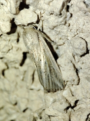 Mythimna riparia