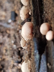 Panellus luxfilamentus