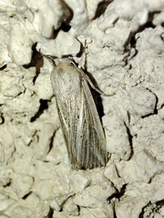 Mythimna riparia