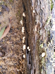 Panellus luxfilamentus