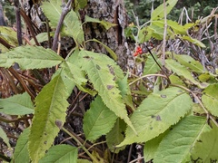 Sambucus racemosa