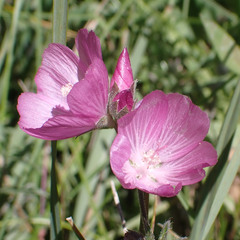 Sidalcea glaucescens