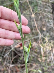 Calochilus