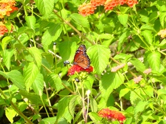 Danaus eresimus