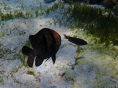 Plectroglyphidodon gascoynei