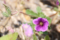 Erodium texanum