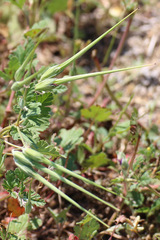 Erodium texanum