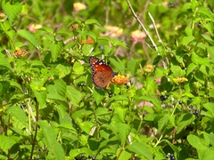 Danaus eresimus