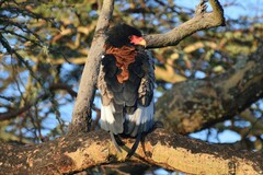 Terathopius ecaudatus