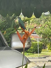 Chrysuronia coeruleogularis