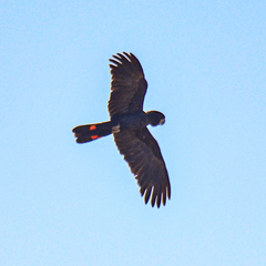 Calyptorhynchus banksii