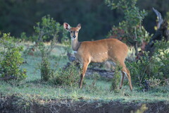 Tragelaphus sylvaticus