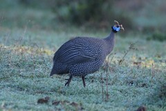 Numida meleagris