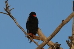 Terathopius ecaudatus