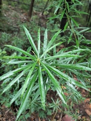 Phyllanthus emblica