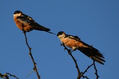 Cecropis senegalensis