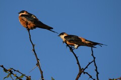 Cecropis senegalensis