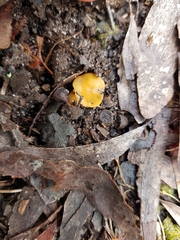 Phaeohelotium baileyanum
