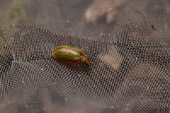 Lochmaea tsoui