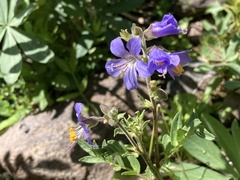 Polemonium occidentale occidentale
