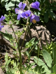 Polemonium occidentale occidentale
