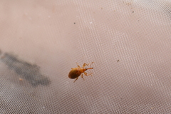 Curculionoidea