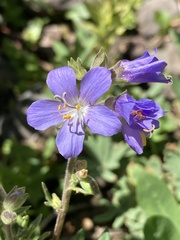 Polemonium occidentale occidentale