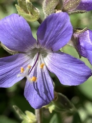 Polemonium occidentale occidentale