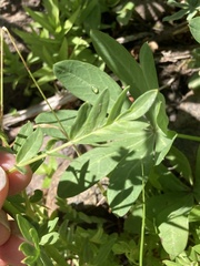 Polemonium occidentale occidentale
