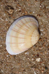 Meretrix