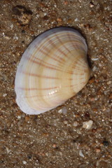 Meretrix