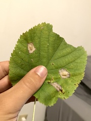 Phyllonorycter lucetiella