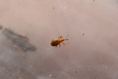 Curculionoidea