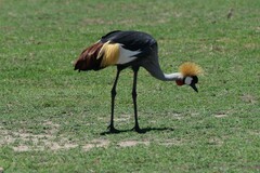 Balearica regulorum