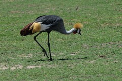 Balearica regulorum