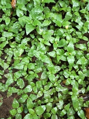 Calyptocarpus vialis