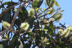Melaleuca viridiflora