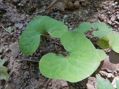Asarum