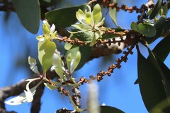Melaleuca viridiflora