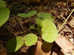 Asarum