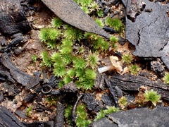 Rosulabryum
