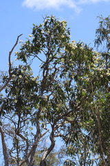 Melaleuca viridiflora