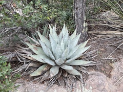 Agave parryi