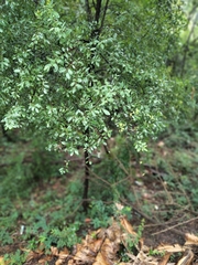 Phyllanthus reticulatus