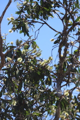 Melaleuca viridiflora
