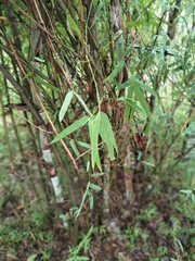 Bambusa stenostachya