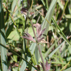 Sidalcea glaucescens