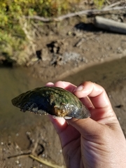 Arcidens confragosus