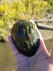 Arcidens confragosus